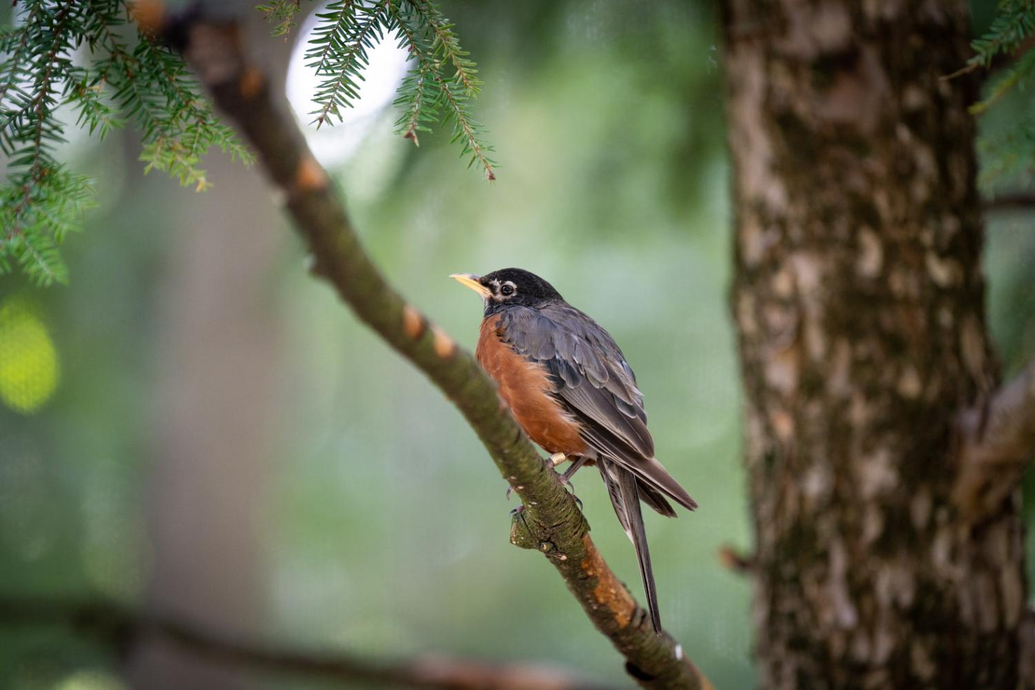 robin in branch