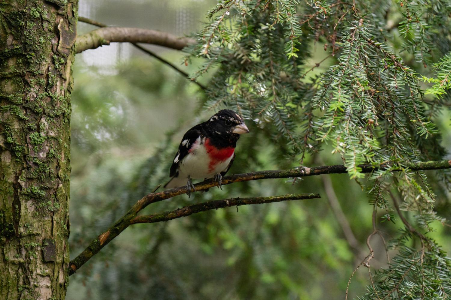 bird on branch