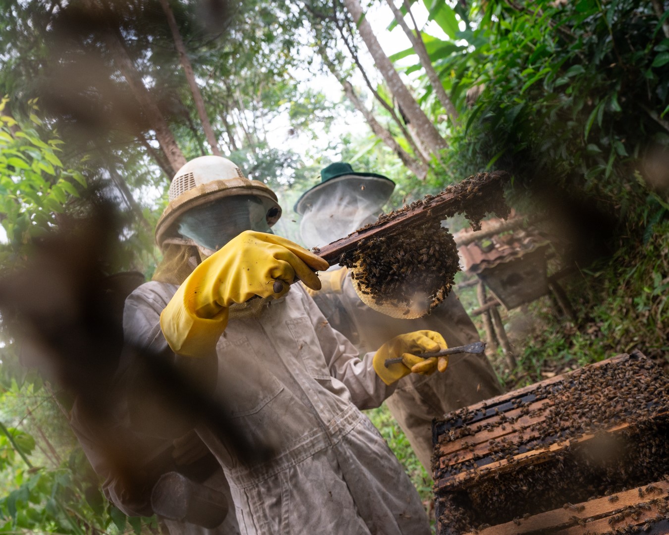 man beekeeping