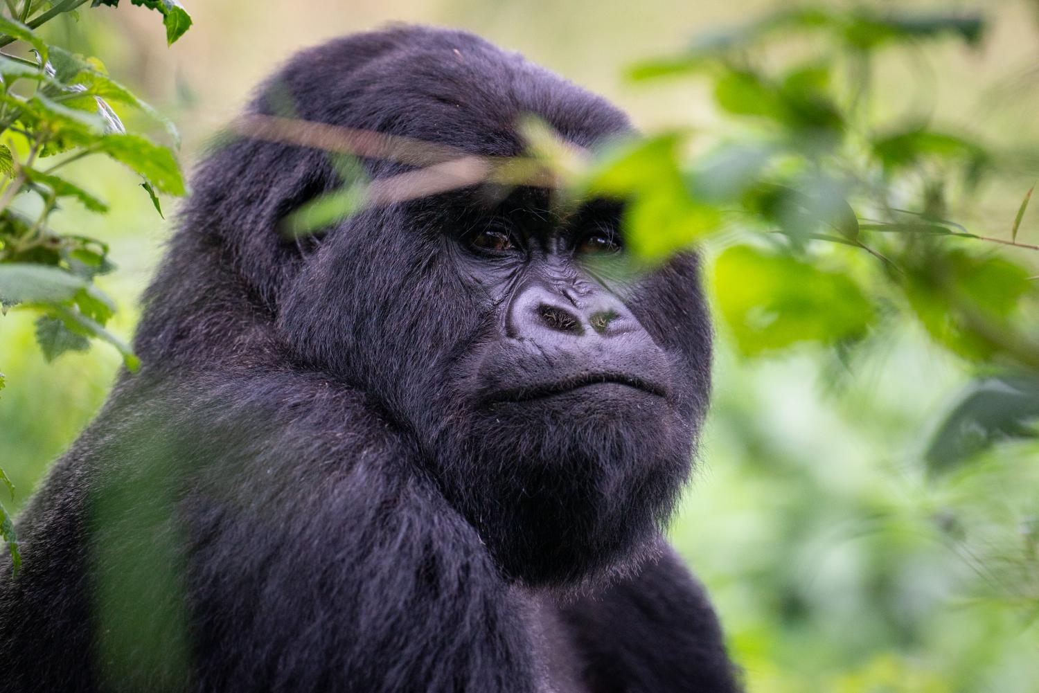 Mountain Gorilla