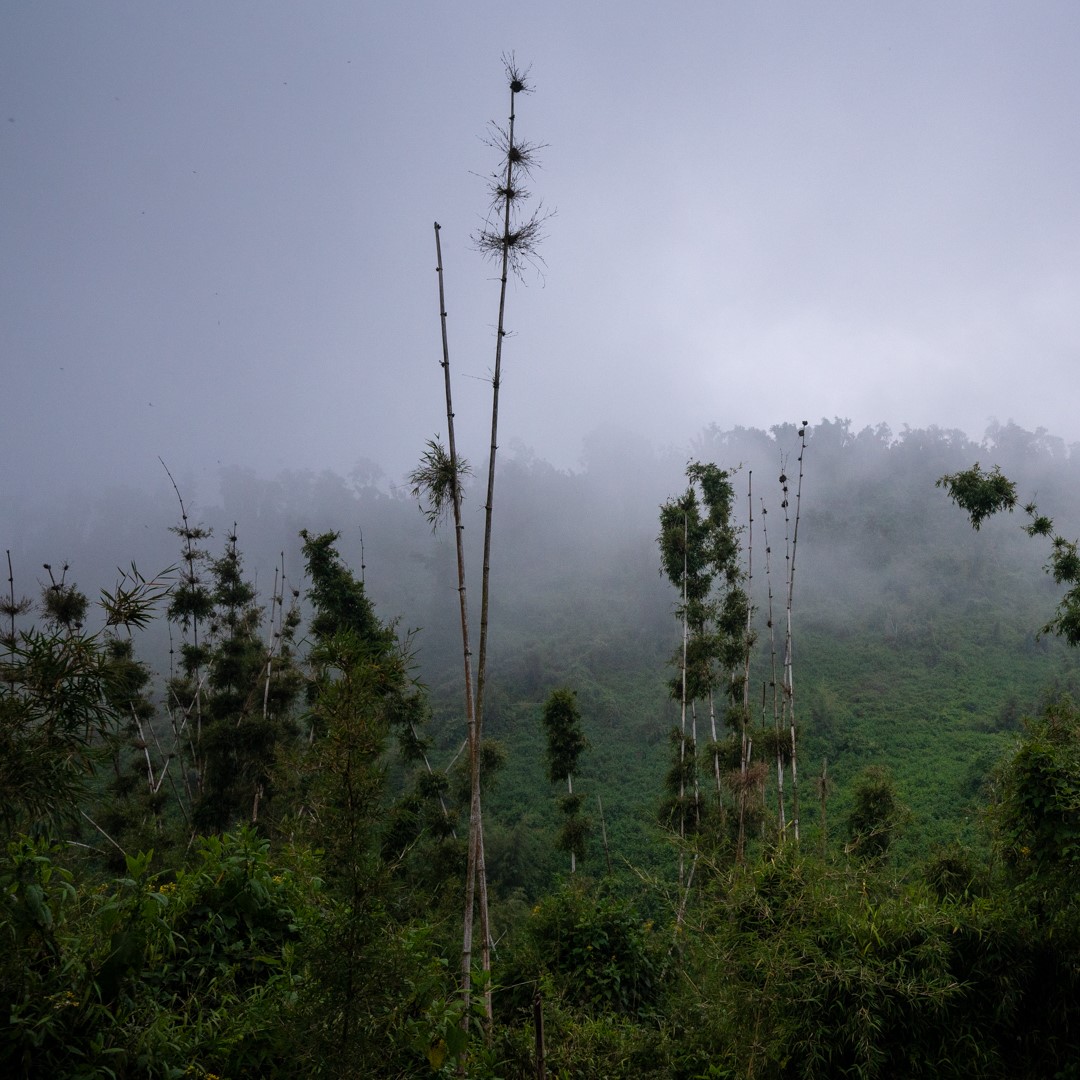 foggy mountain