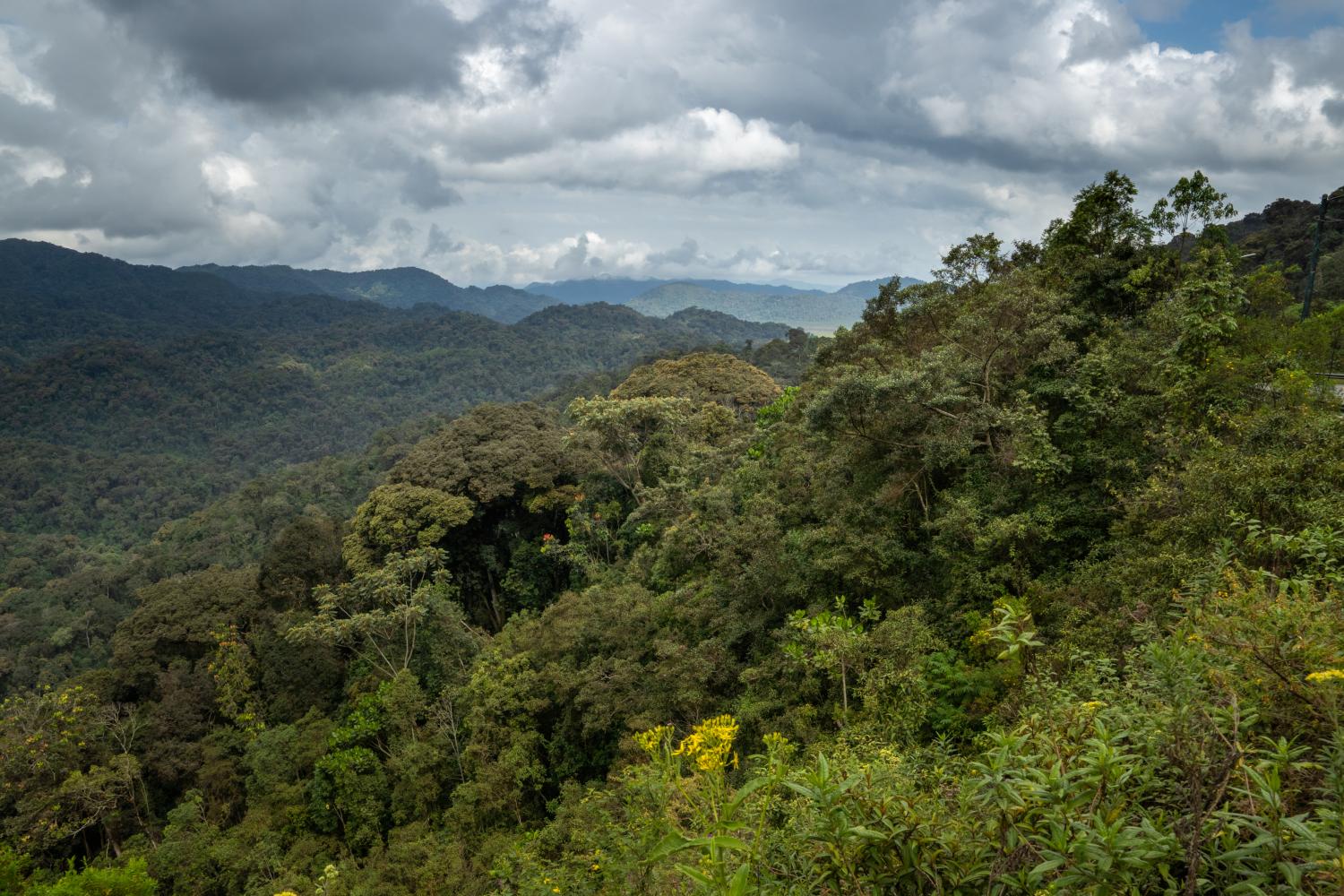 Rwandan Forrest