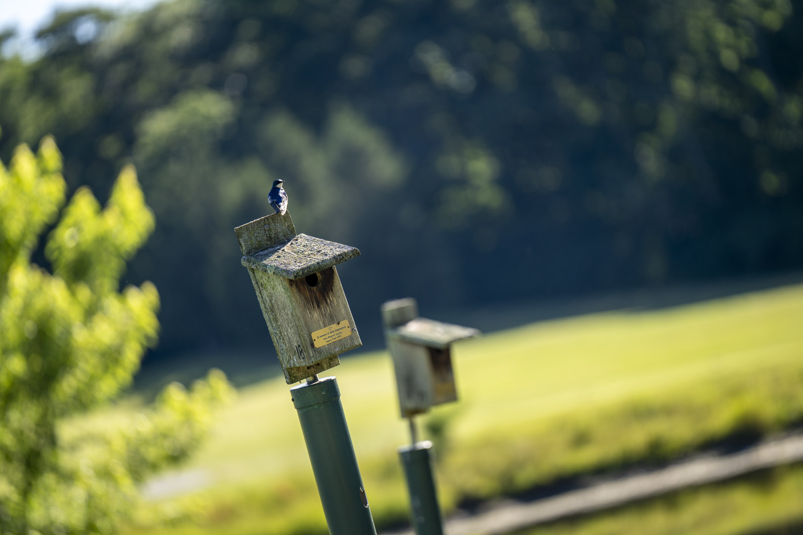 bird boxes in wooded outdoor area