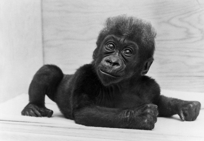 baby gorilla