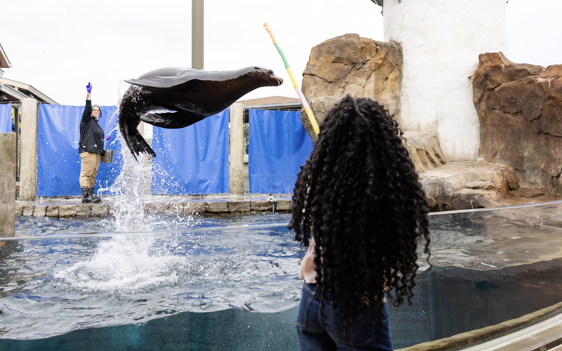 sea lion jumping out of water