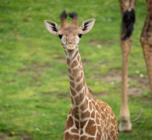 baby giraffe