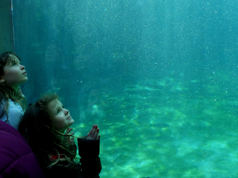 two girls looking into aquarium