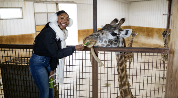 woman feeding giraffe