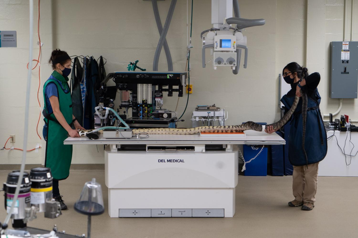 snake on medical table