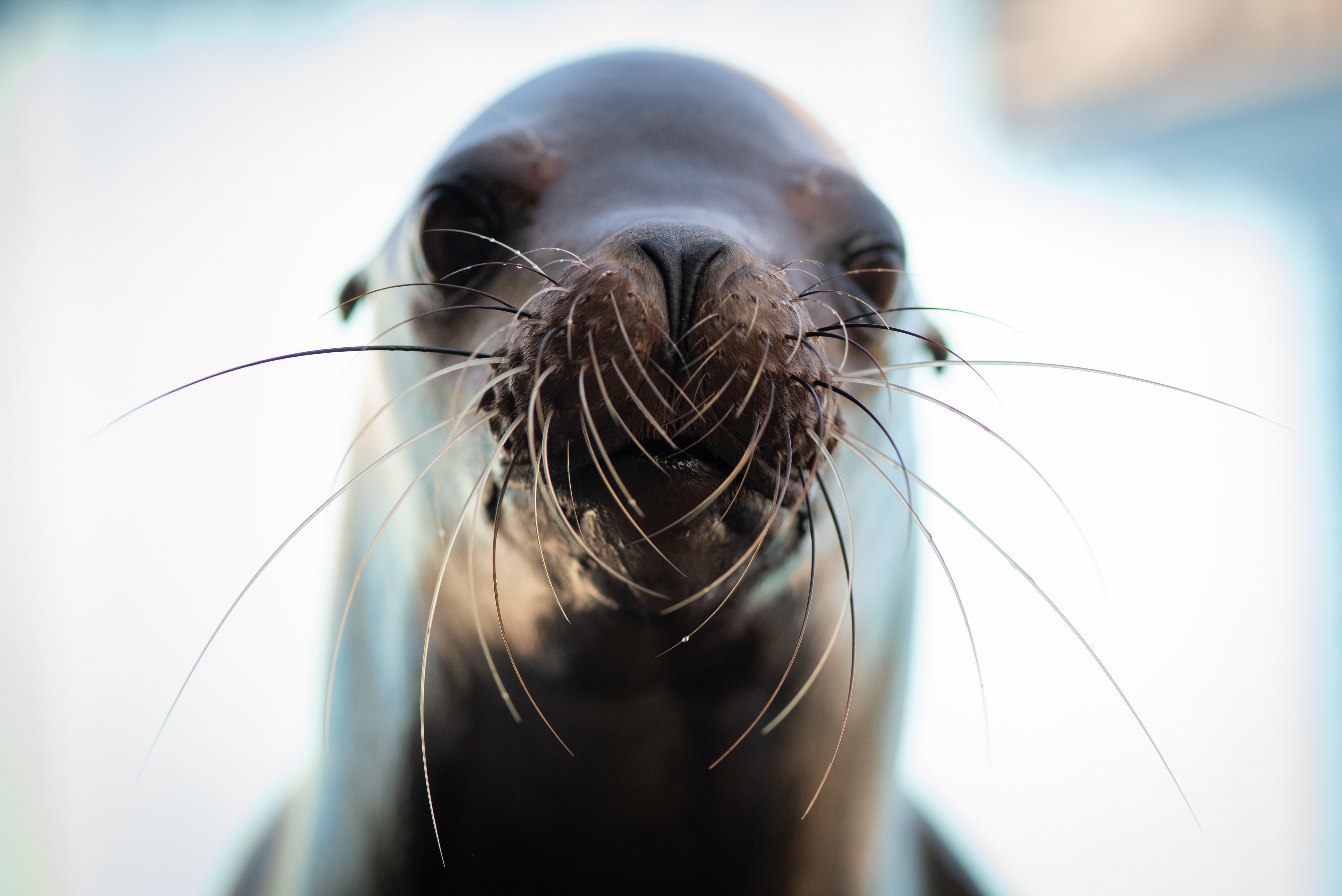 Sea lion