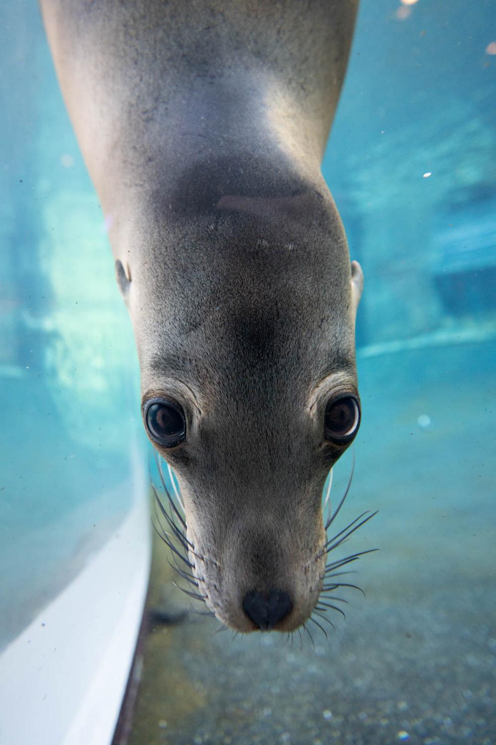 sea lion looking through glass