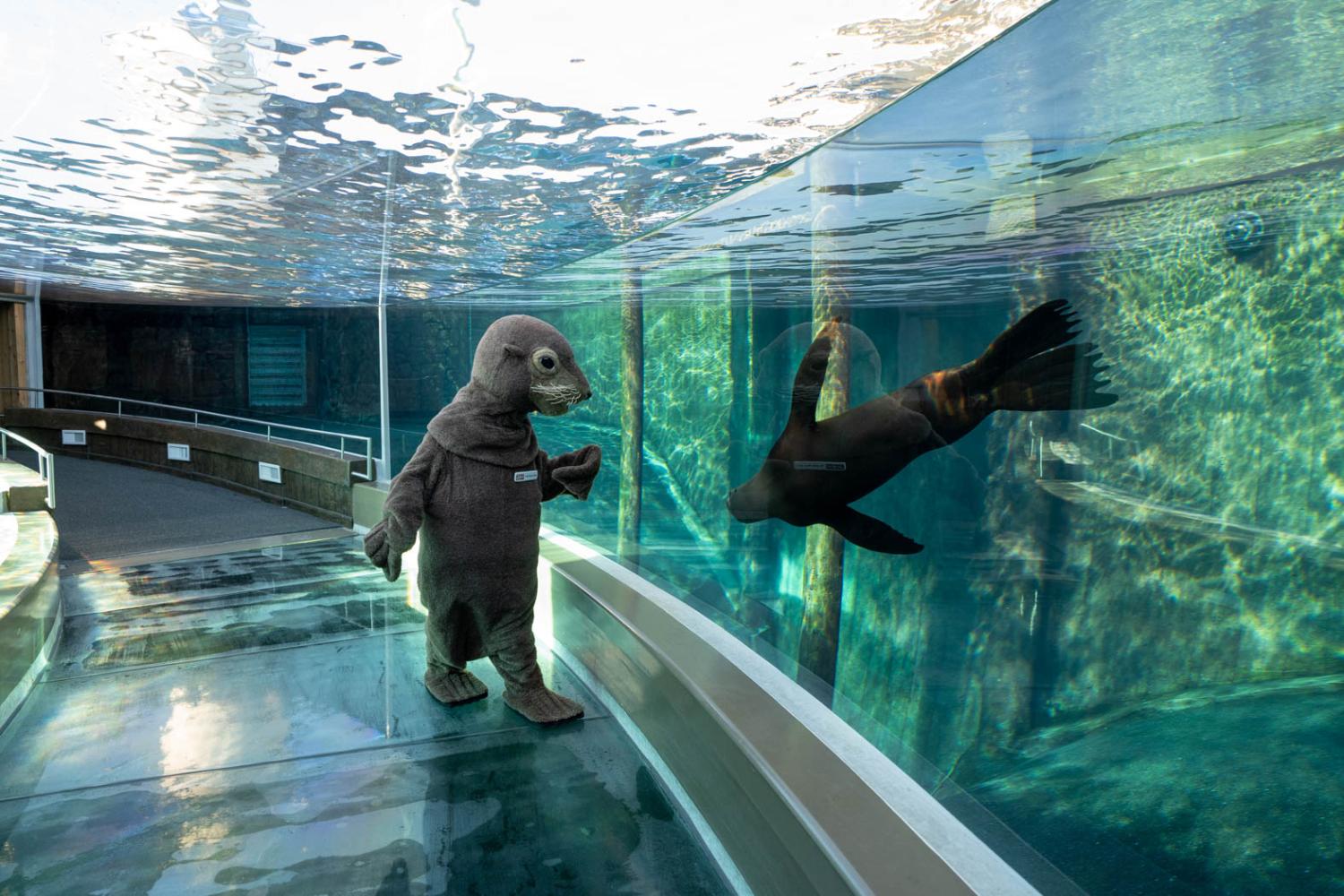 Sea lion Mascot in tunnel
