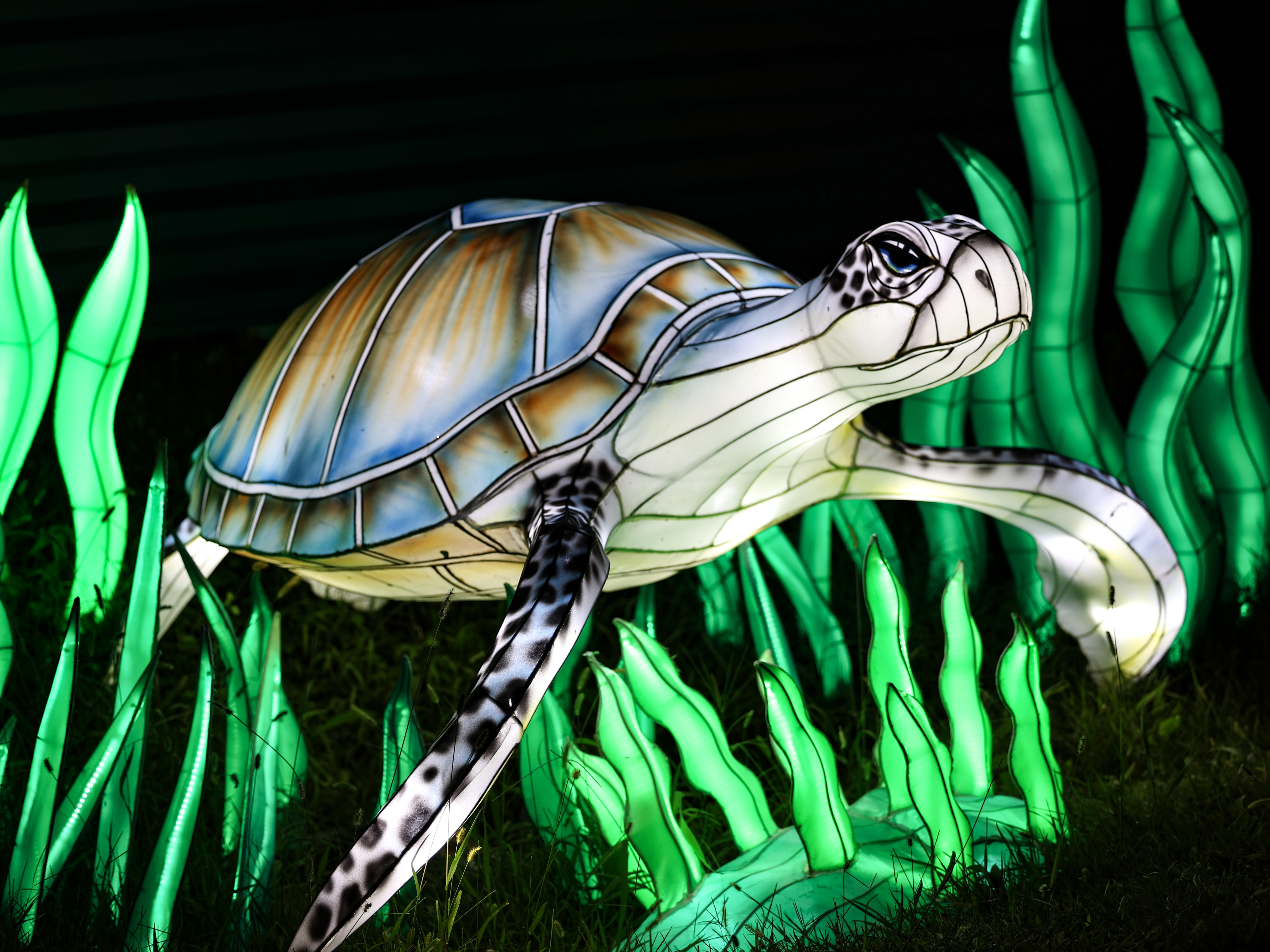 sea turtle lantern