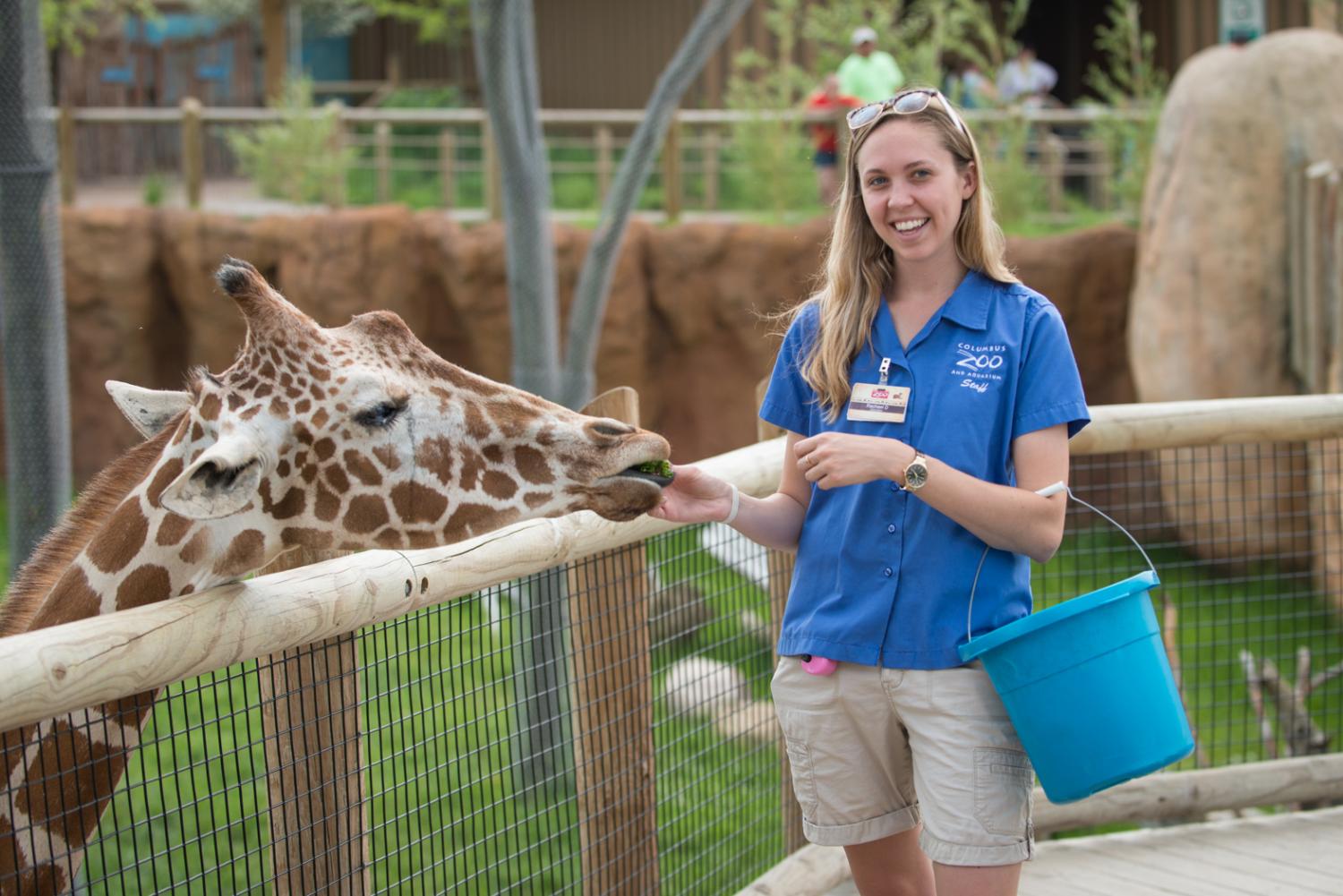 staff member feeding giraffe