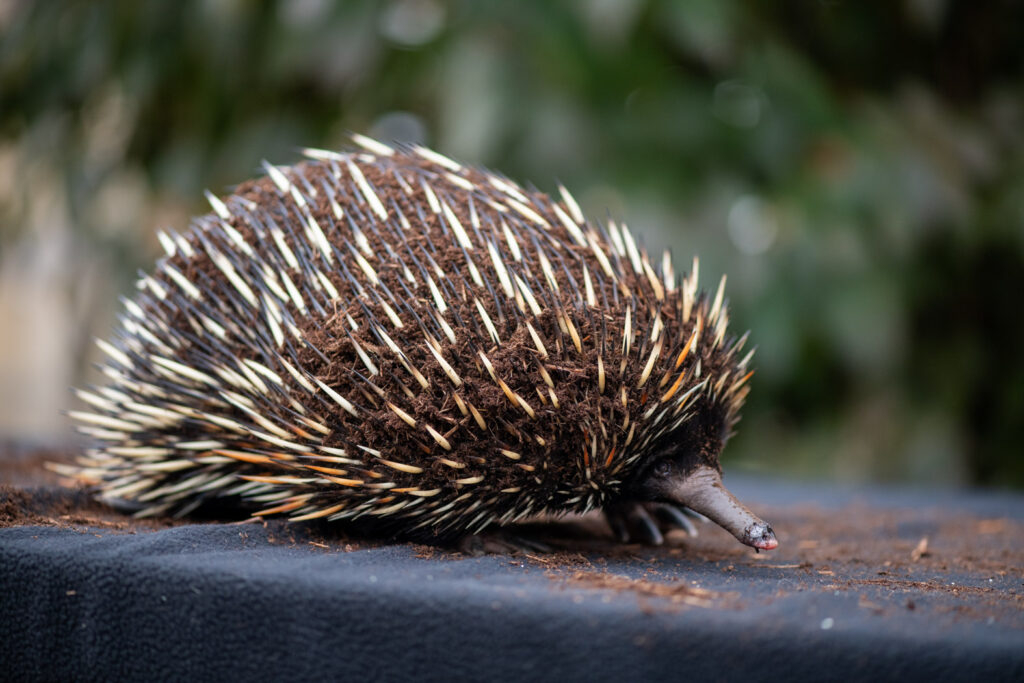 Echidna