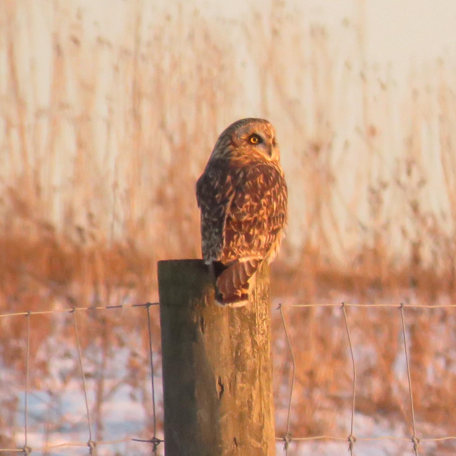 Short-eared owl at The Wilds