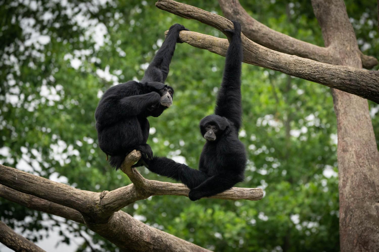 Two siamangs in tree
