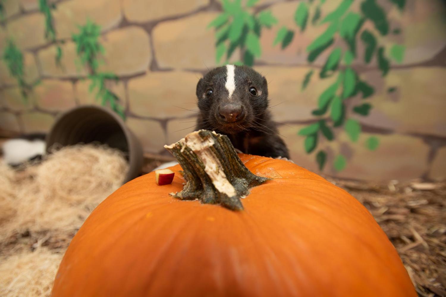 skunk with pumpkin