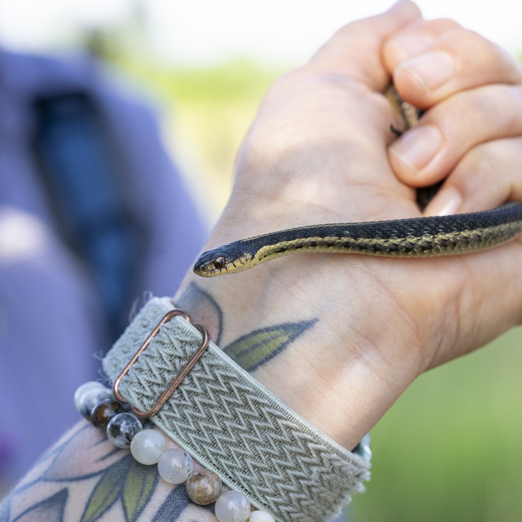 snake in hand