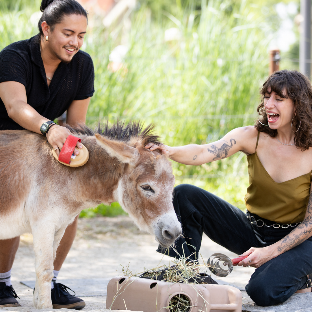 zoo guests brushing and feeding donkey