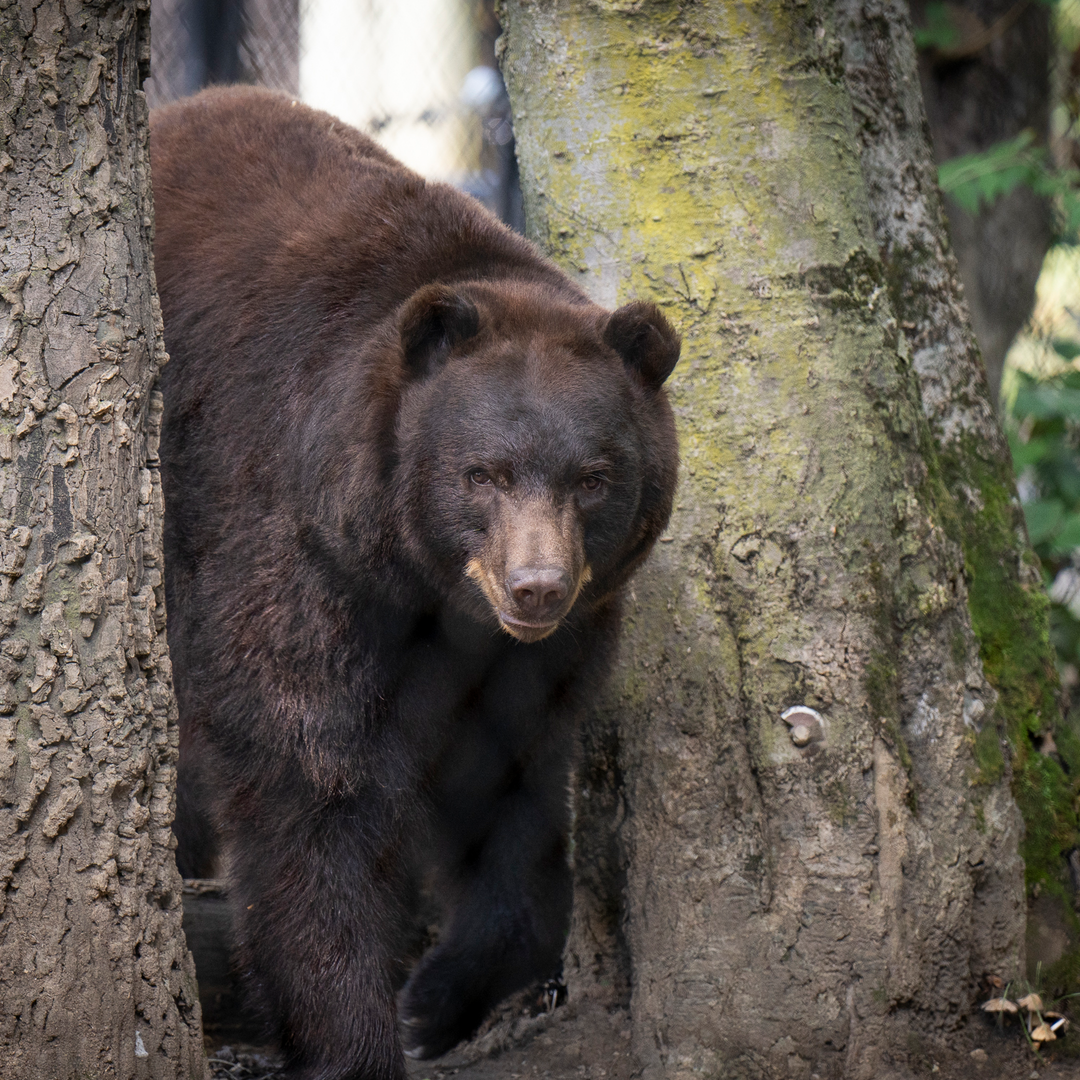 black bear at the columbus zoo