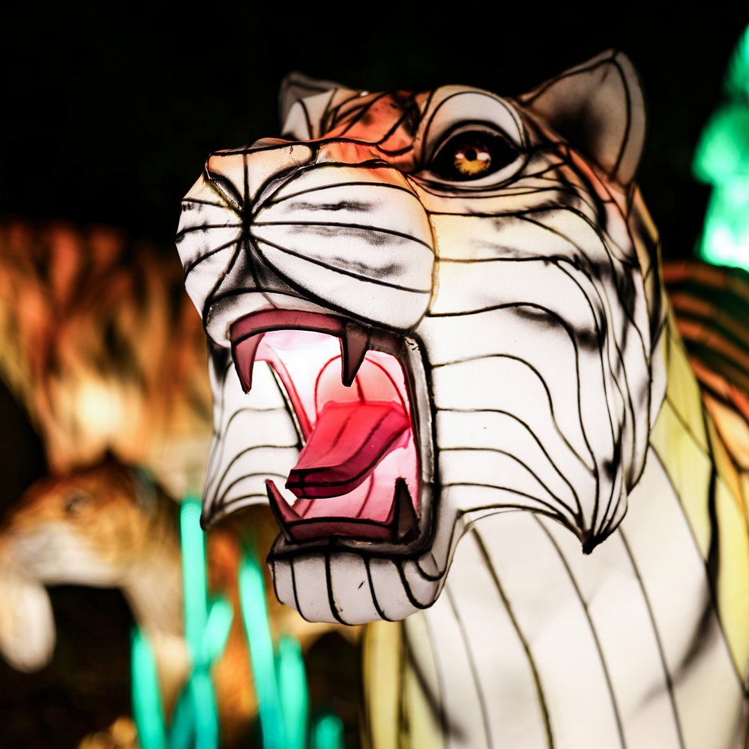 tiger art at lantern festival 