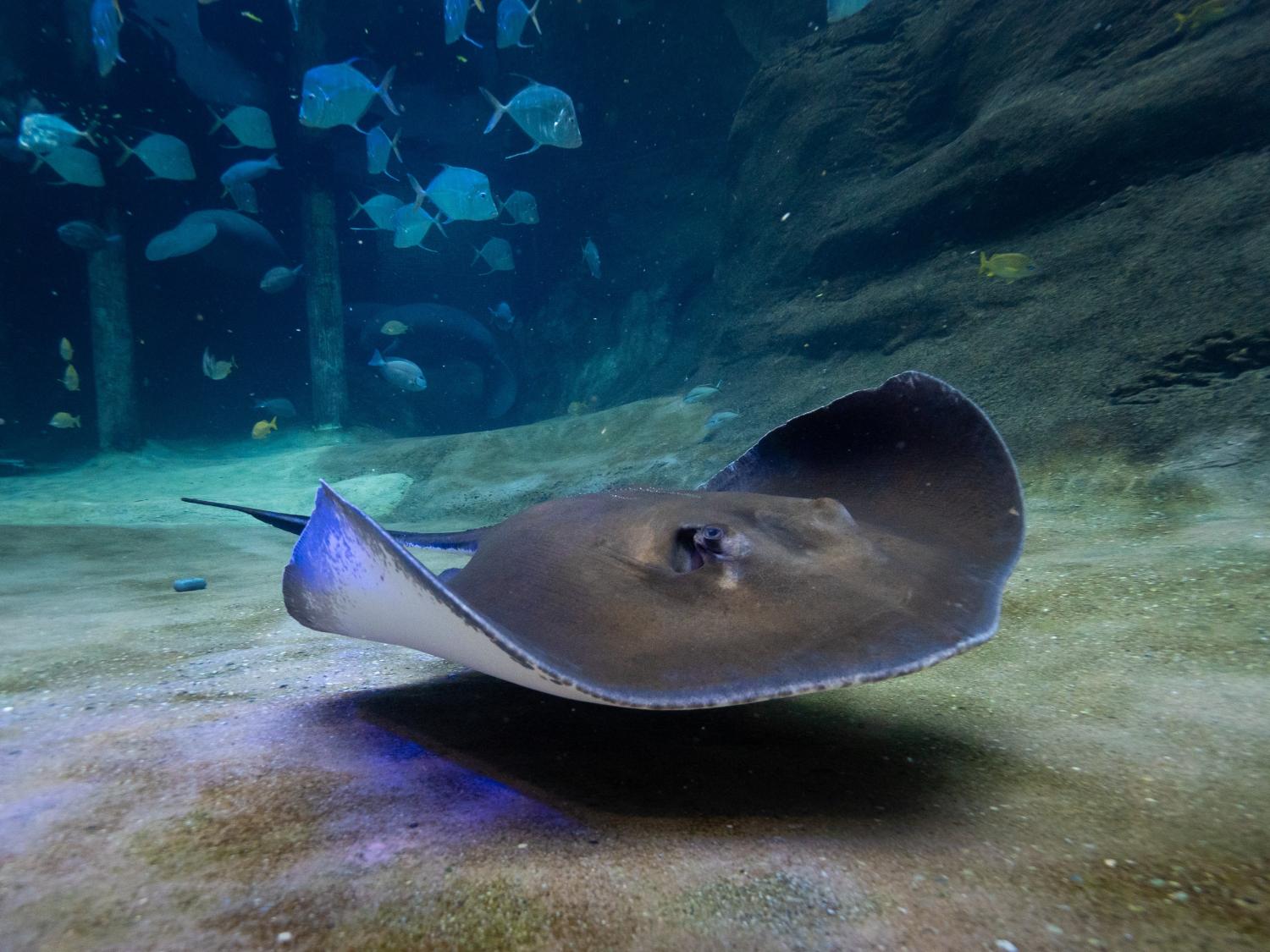stingray in water
