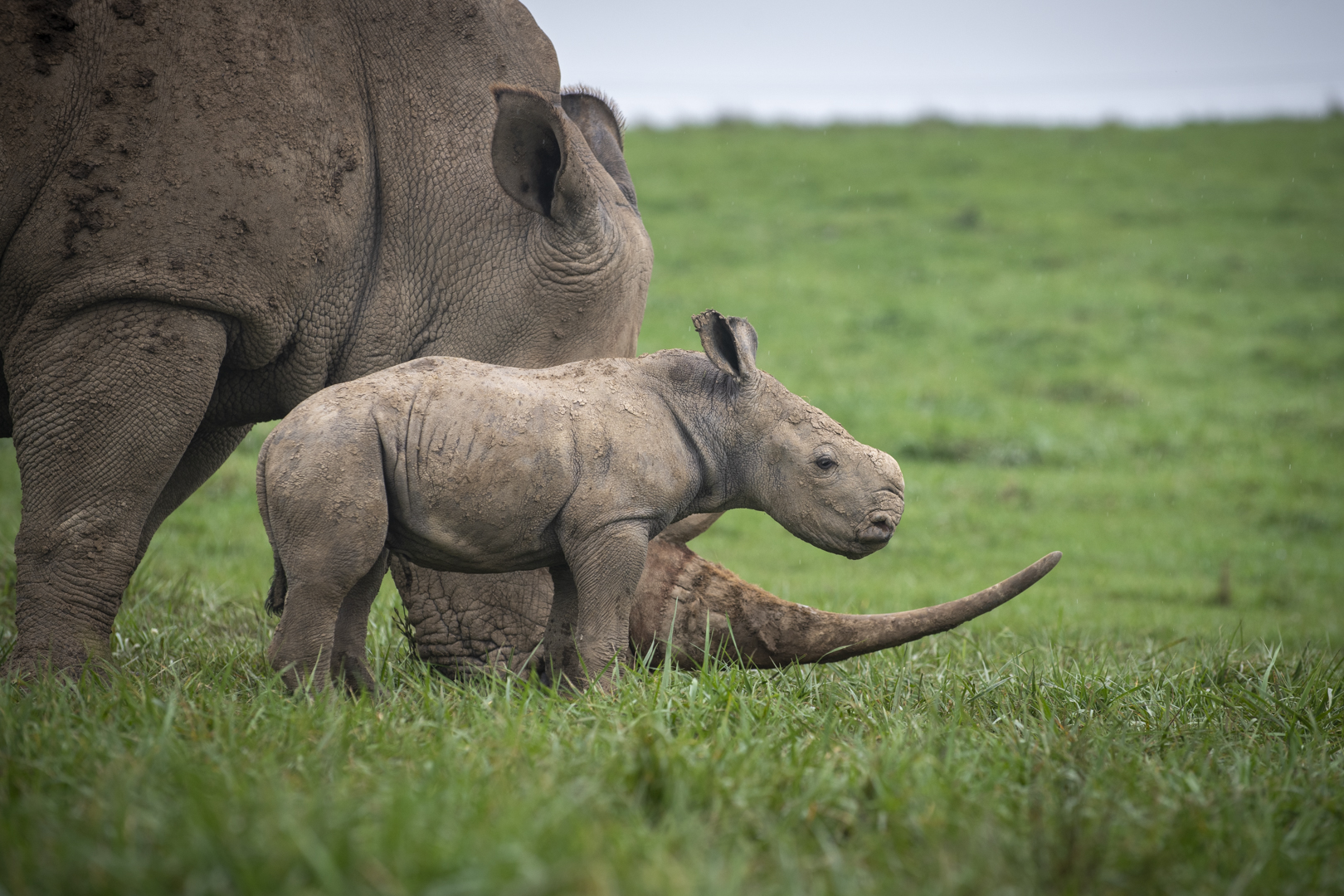 rhinos in pasture