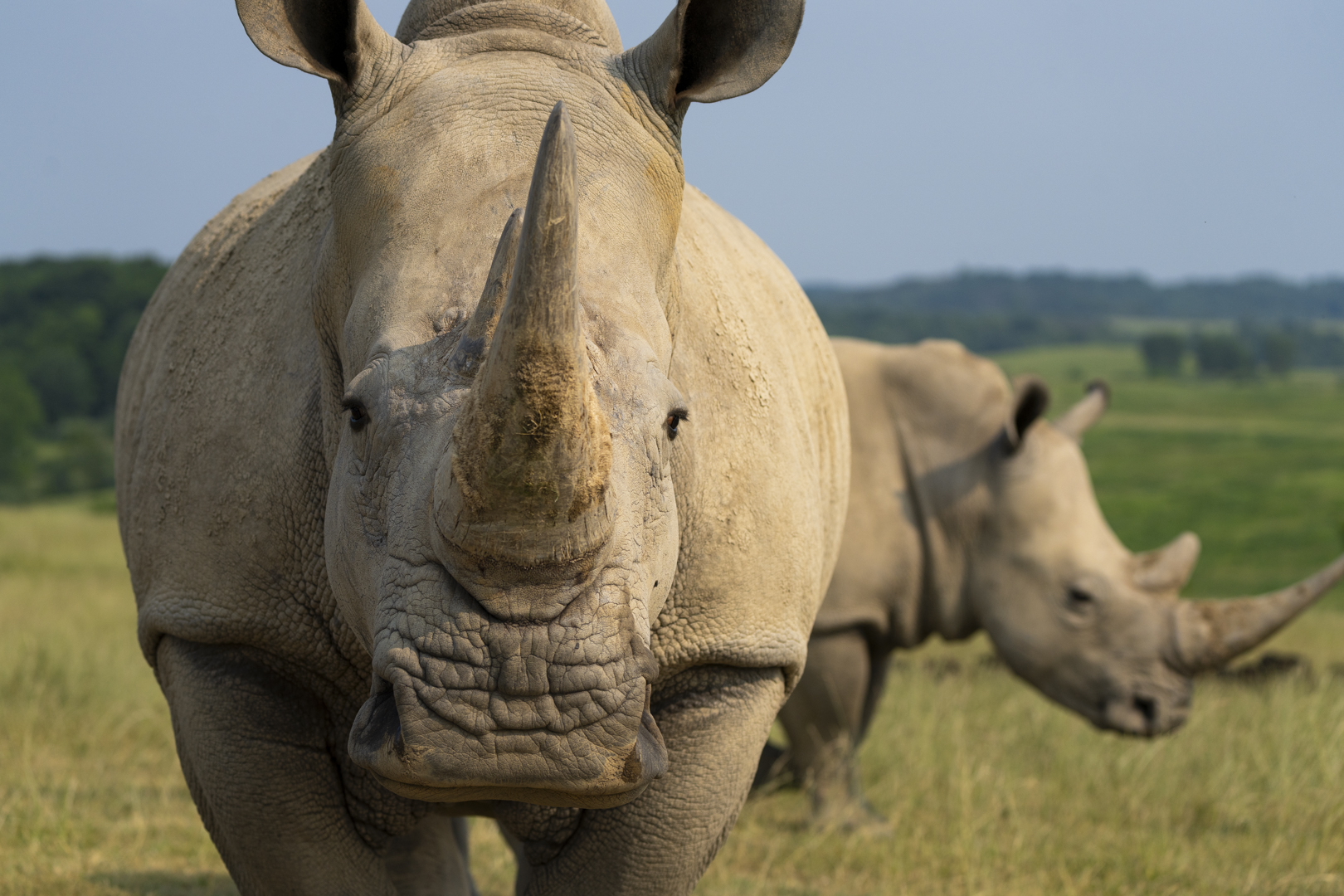 white rhinos at The Wilds