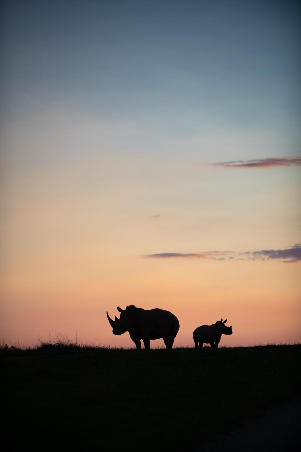 Rhinos at night