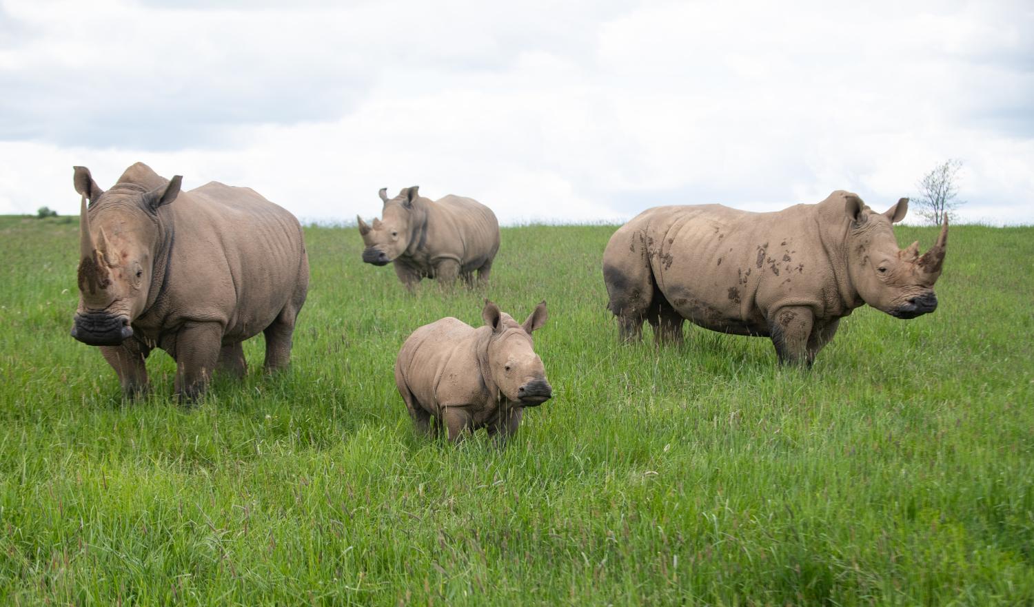 4 Southern White Rhinos standing in grass pasture