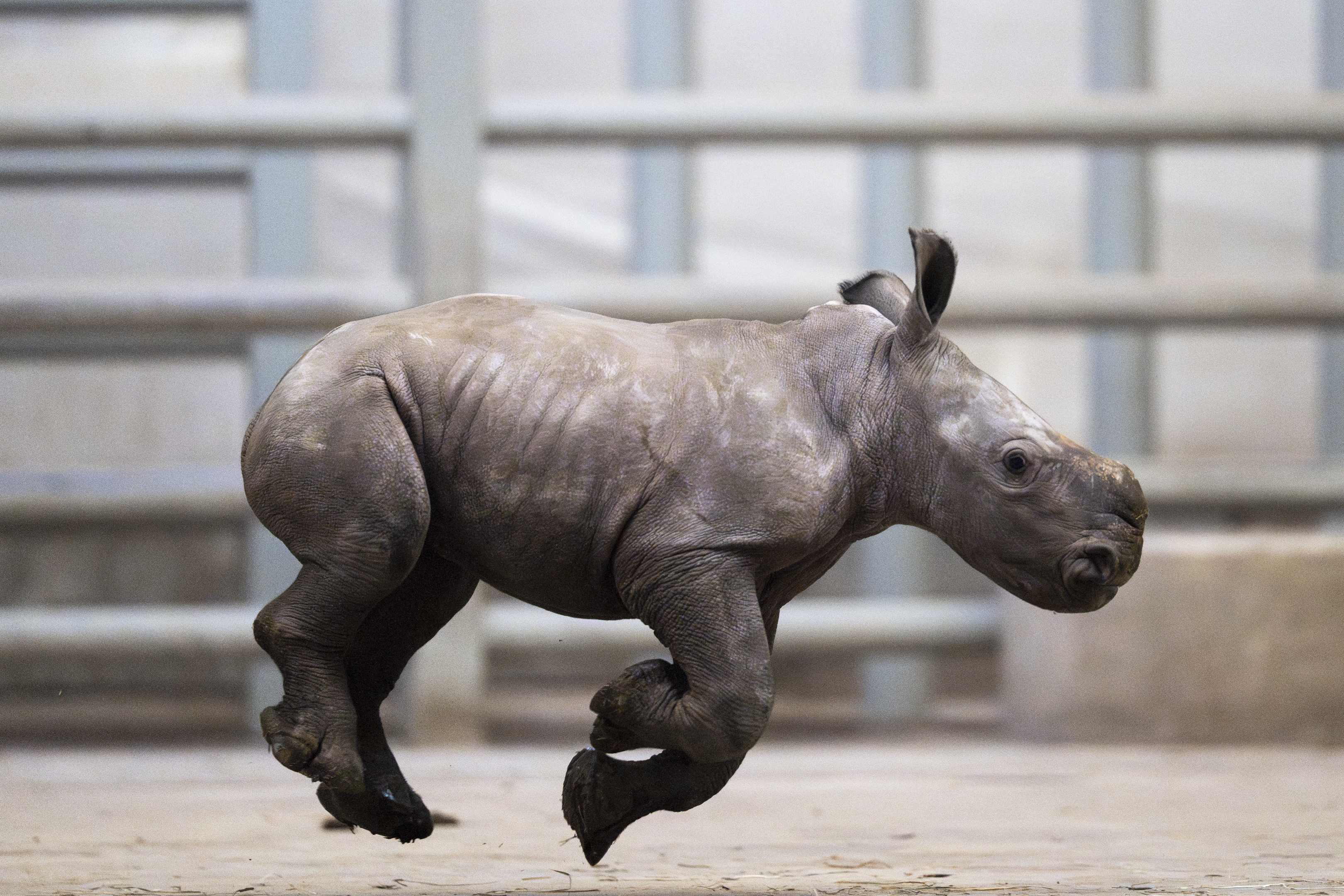 rhino running