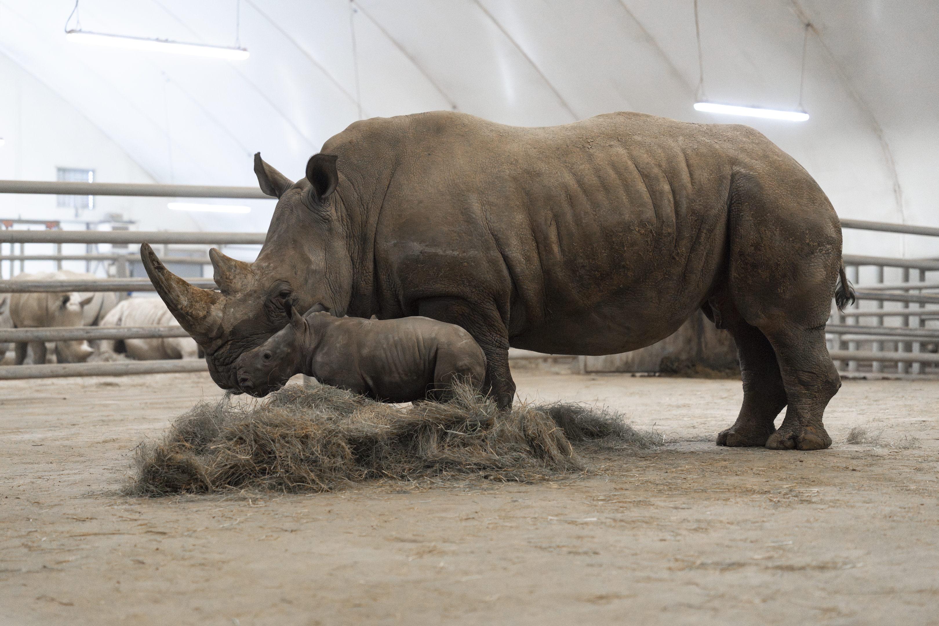 baby rhino and mother in barn