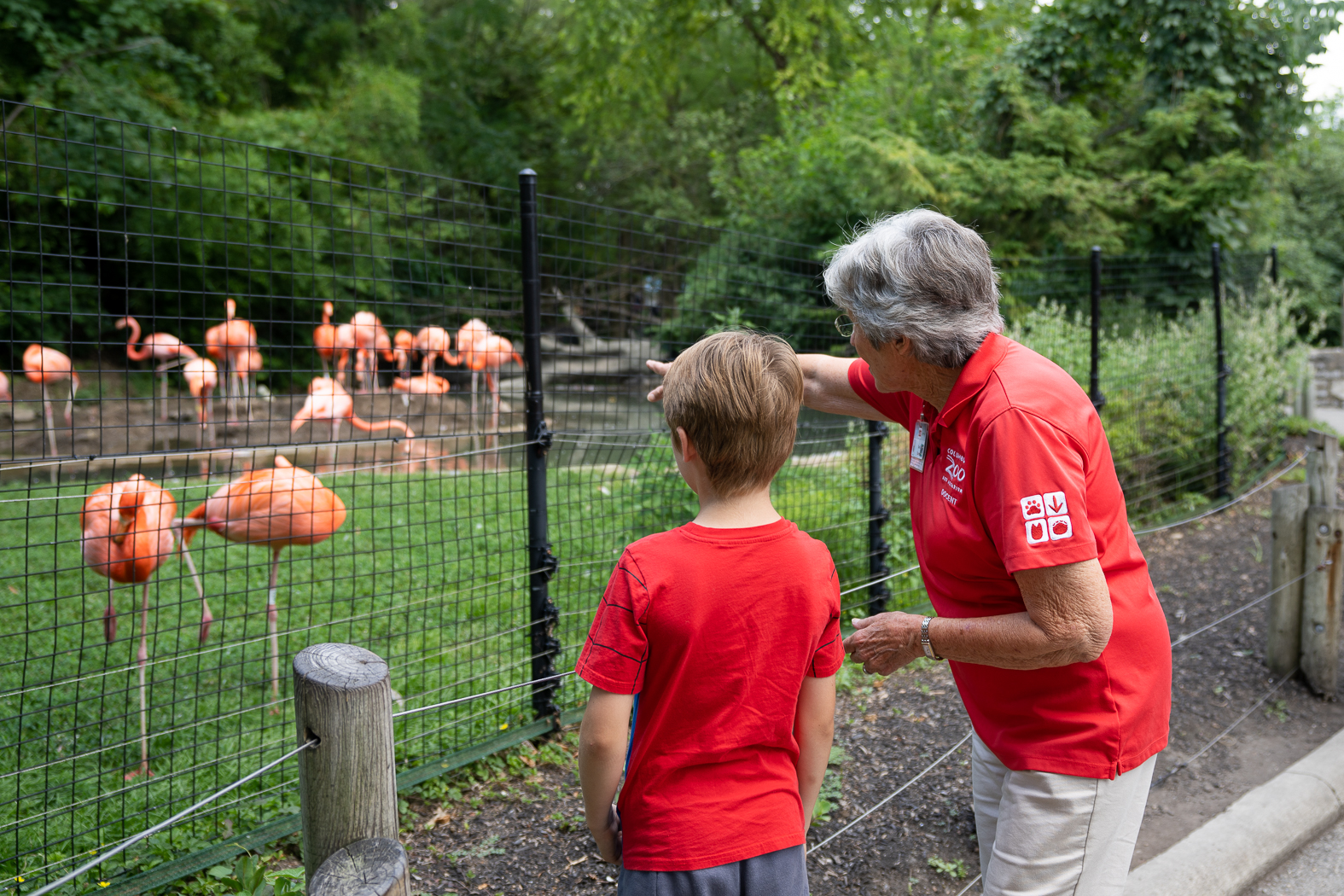 Zoo docent with flamingos and guest