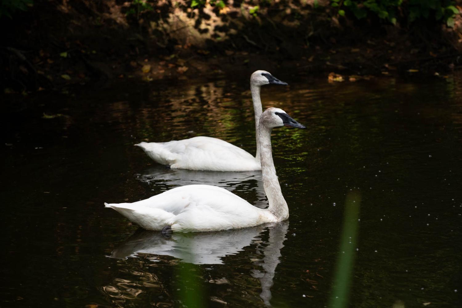swans in pond
