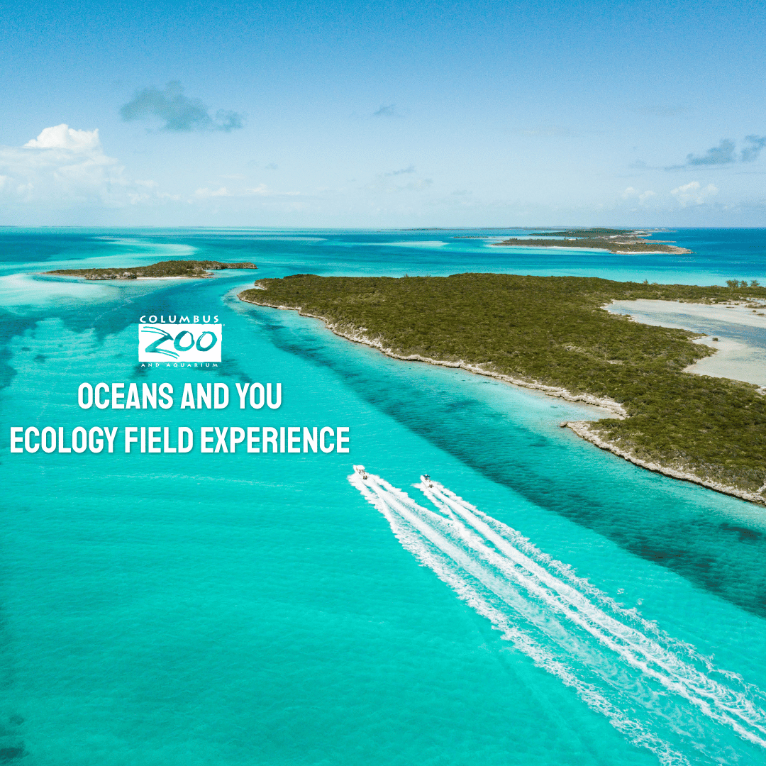 graphic for teen travel program, reef pictured