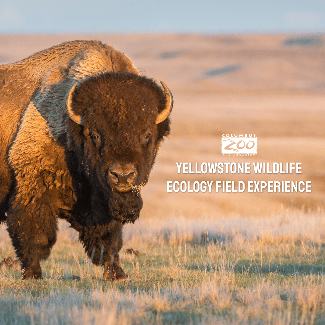 graphic for teen travel program, bison in image
