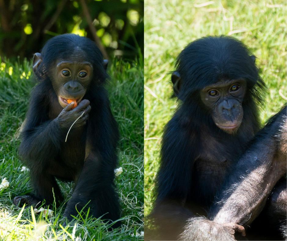 split image of two bonobos