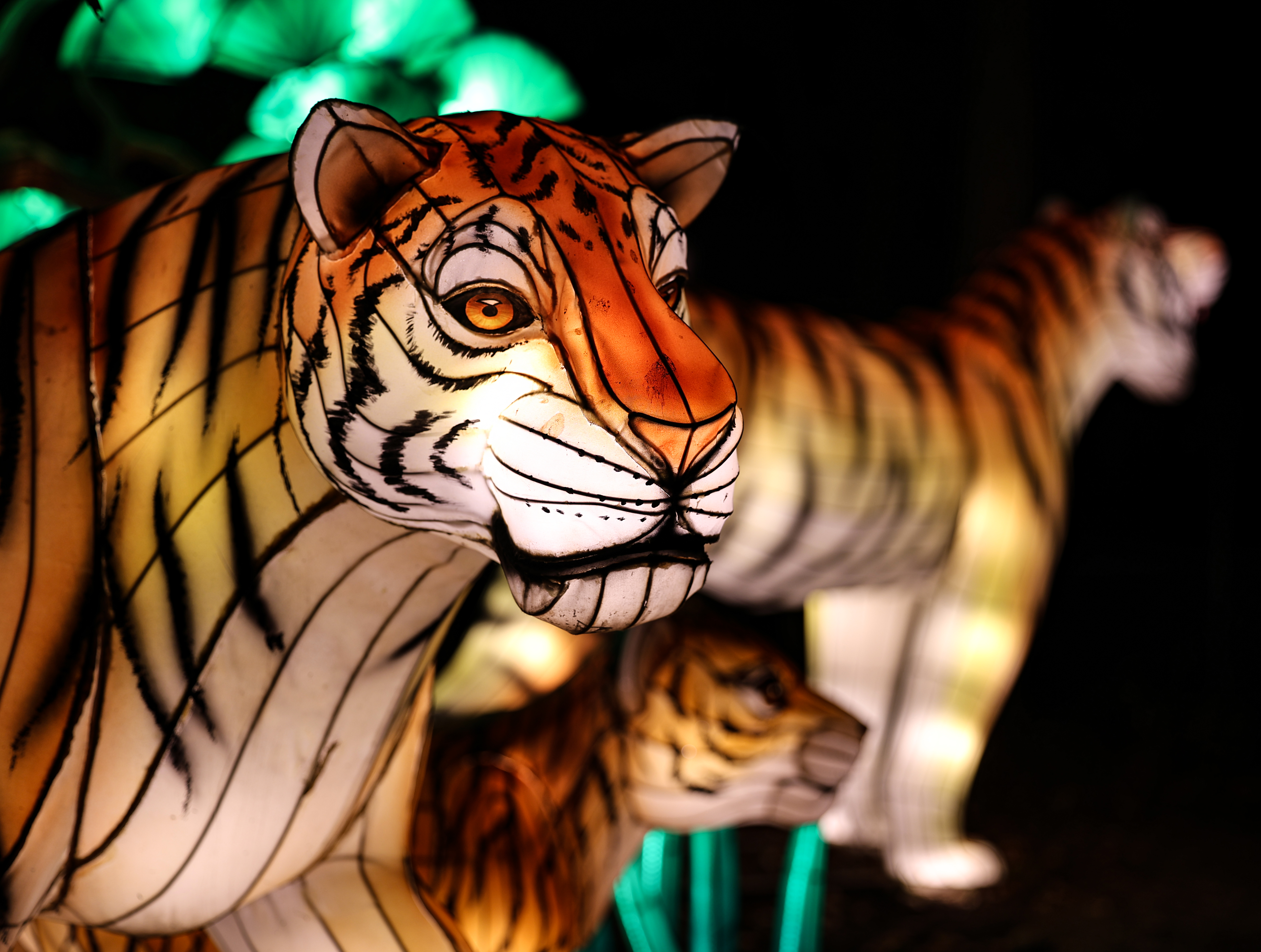 tiger lanterns