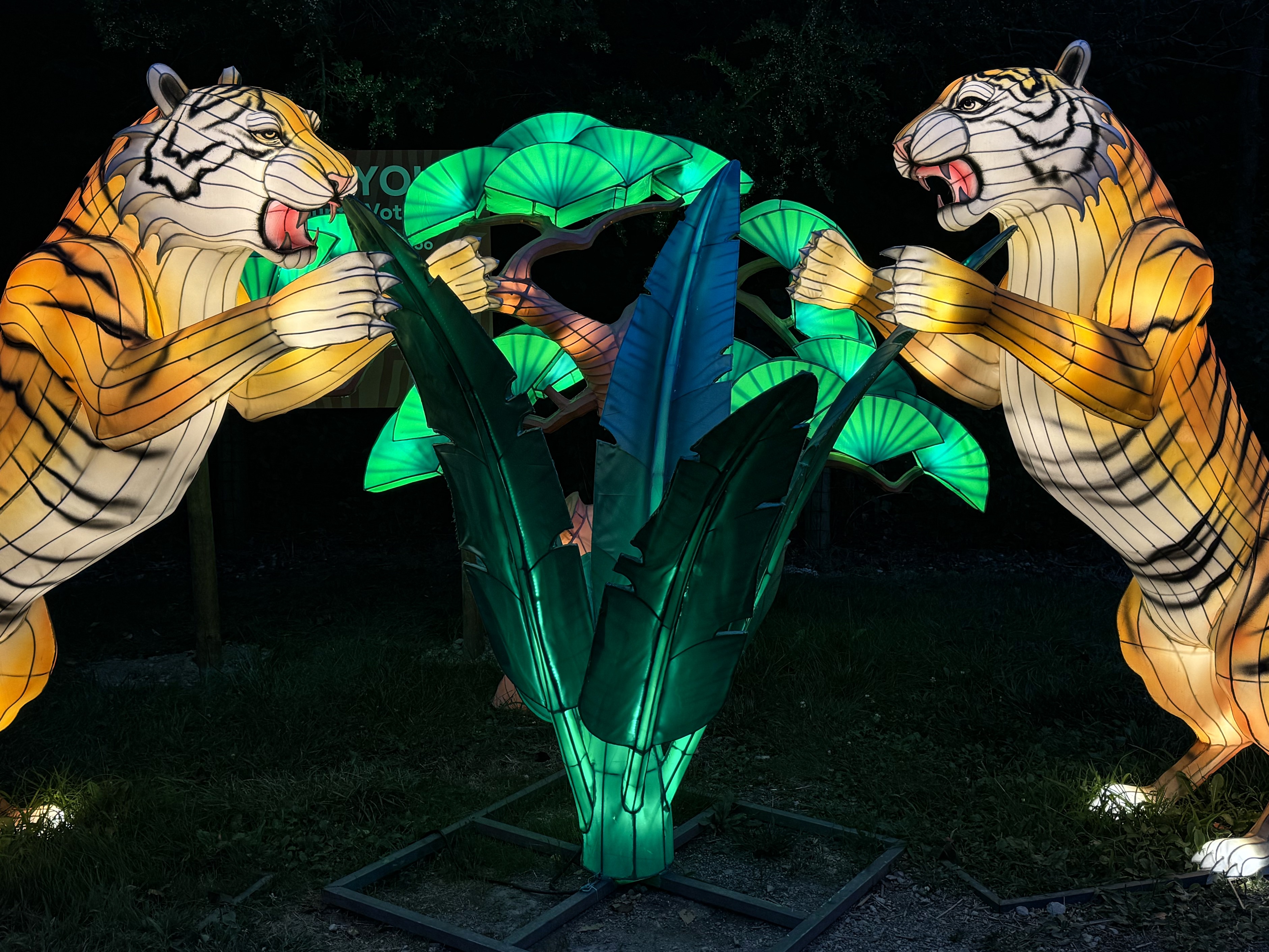 lantern tigers