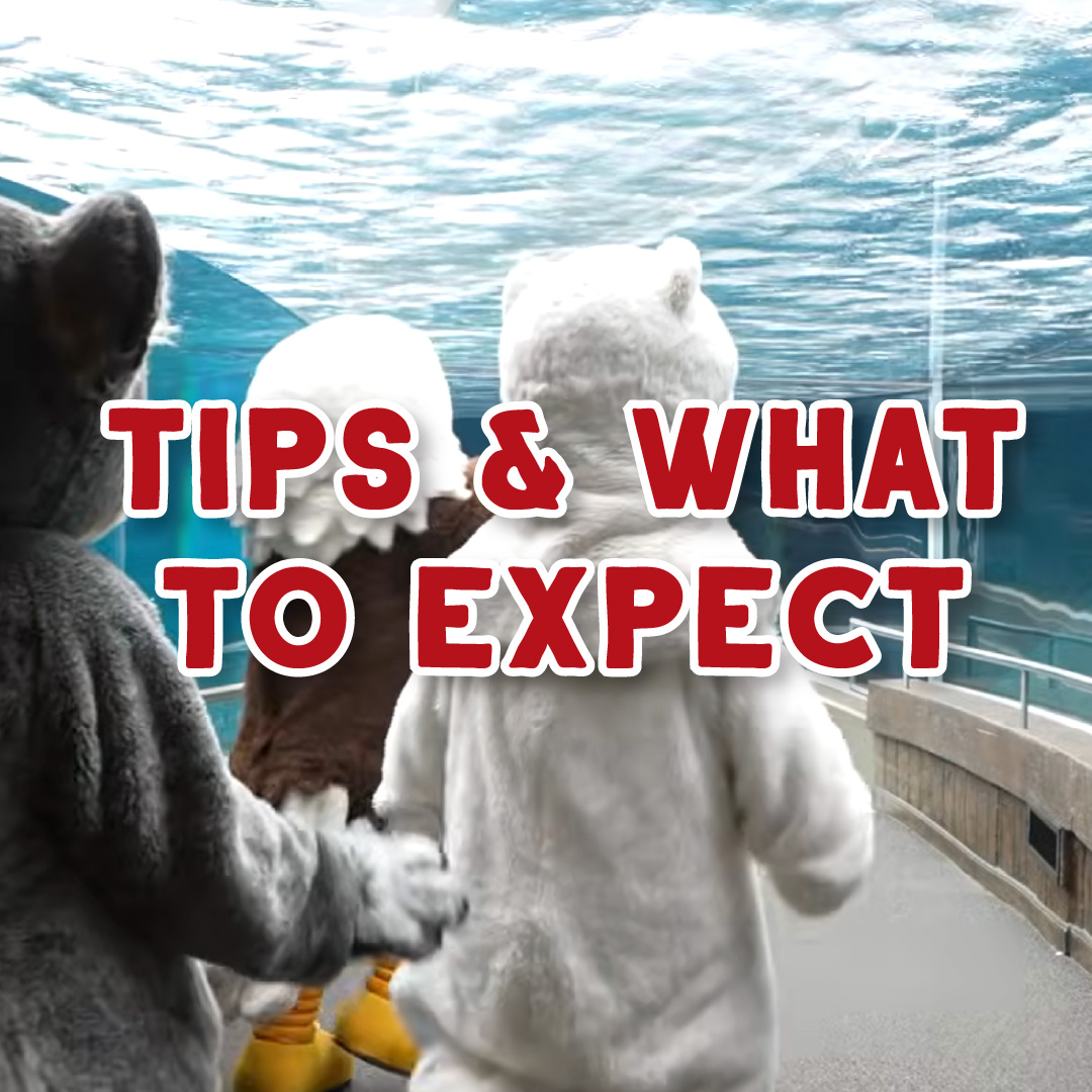 Character Ambassadors in sea lion tunnel habitat