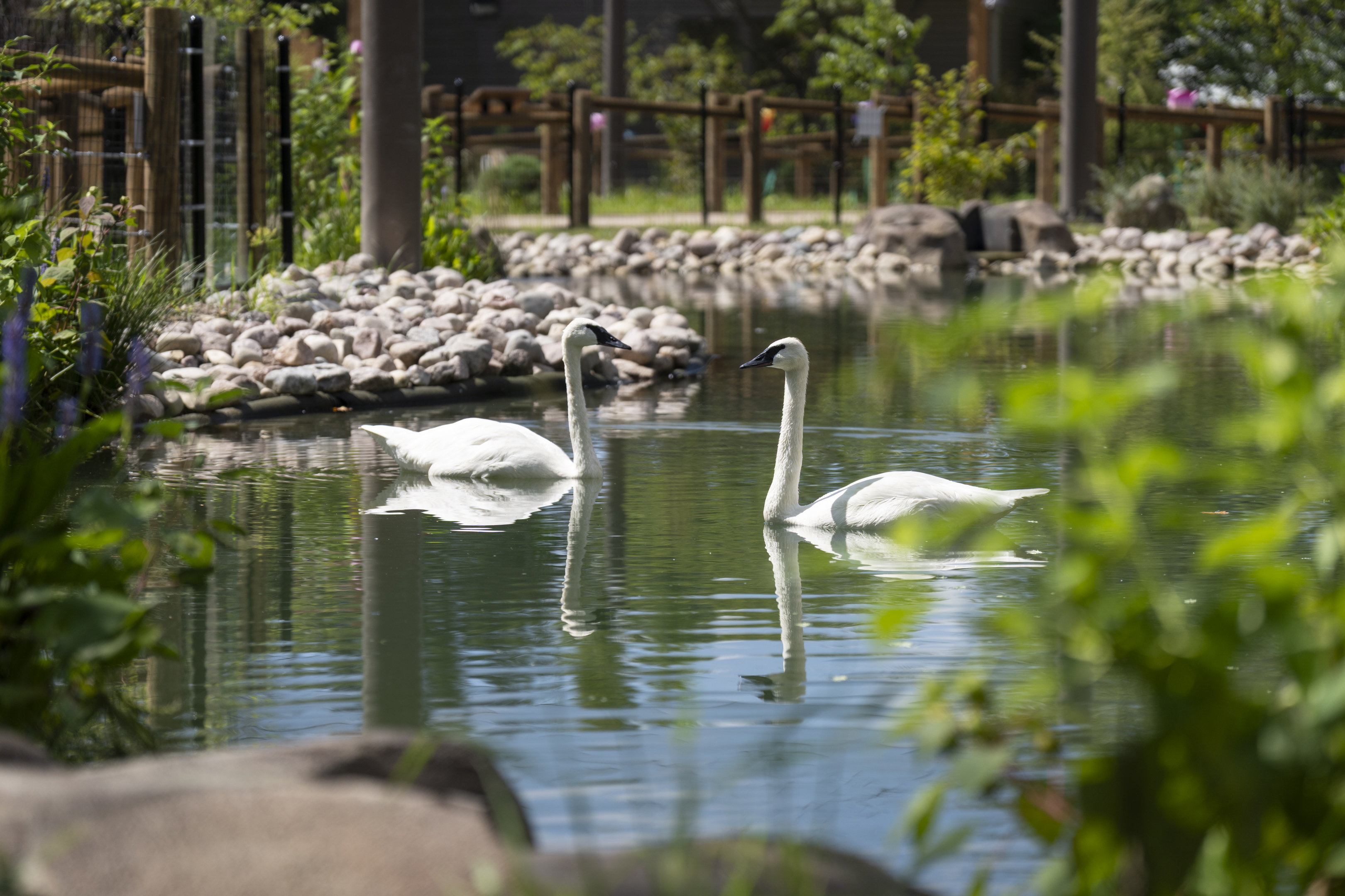 swans in pond at Columbus Zoo