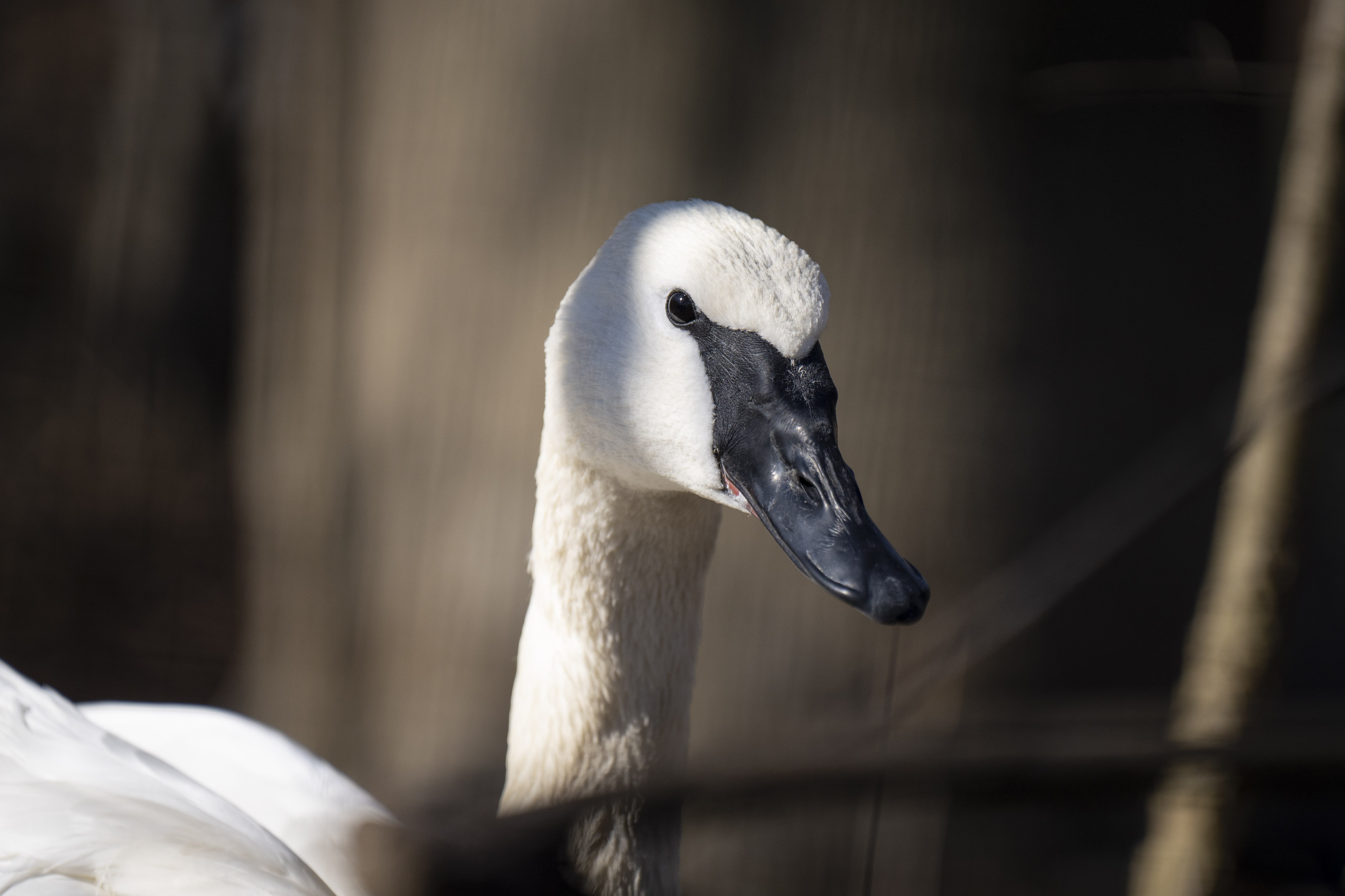 trumpeter swan