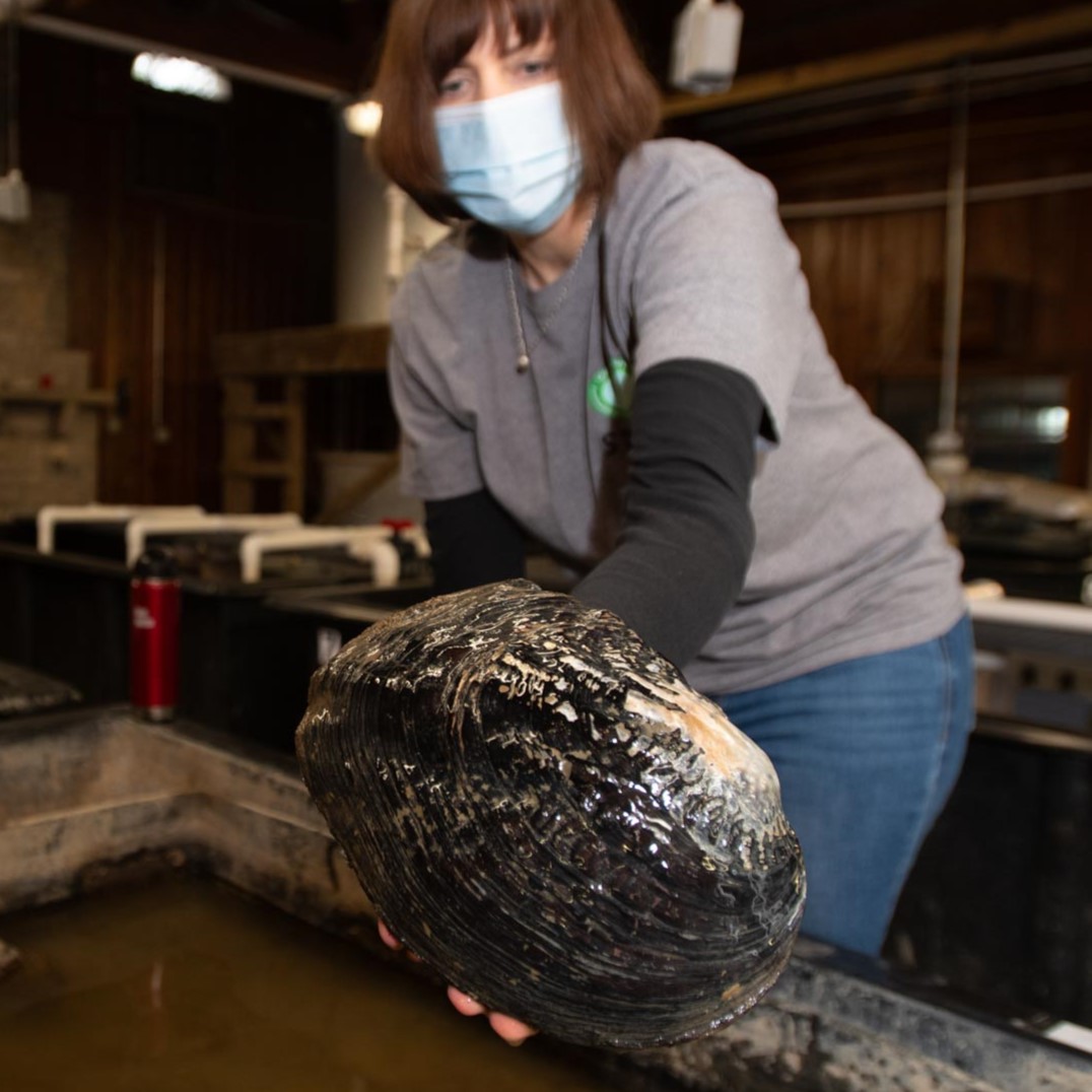scientist holding freshwater mussel