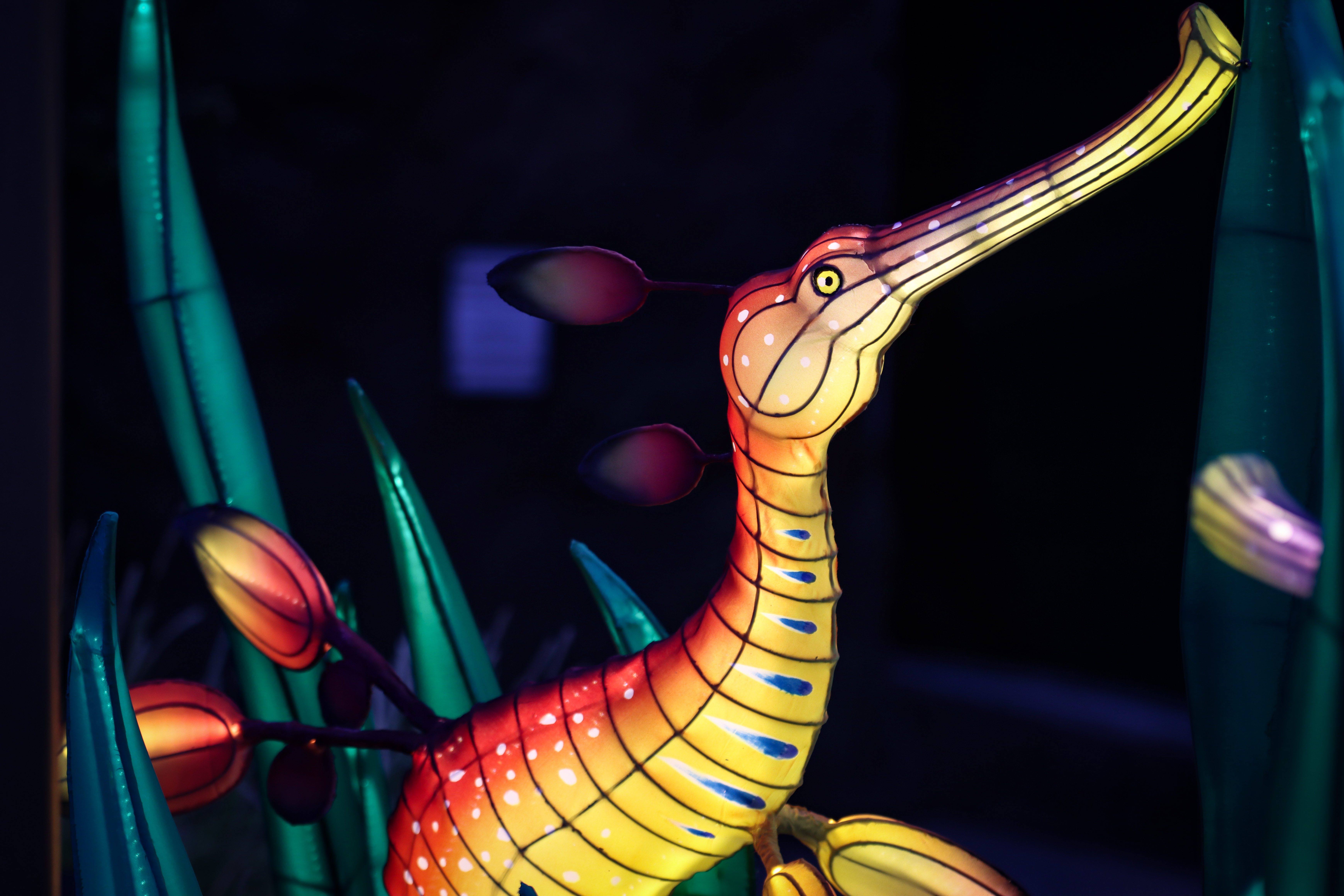 weedy seadragon lantern
