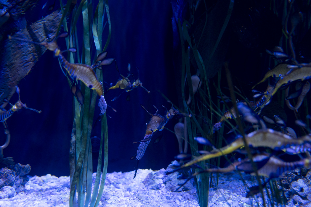 Weedy seadragons at the Columbus Zoo and Aquarium