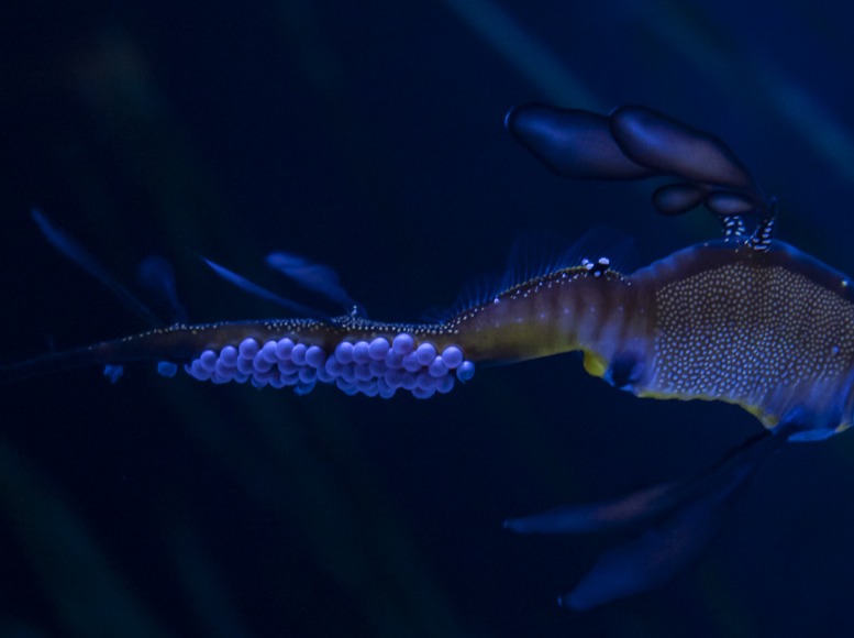 seadragon tail carrying eggs at the Columbus Zoo and Aquarium
