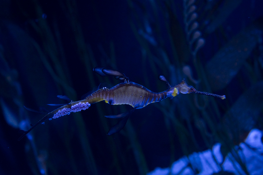 weedy seadragon at the Columbus Zoo and Aquarium