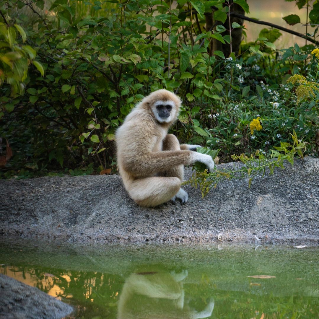 gibbon