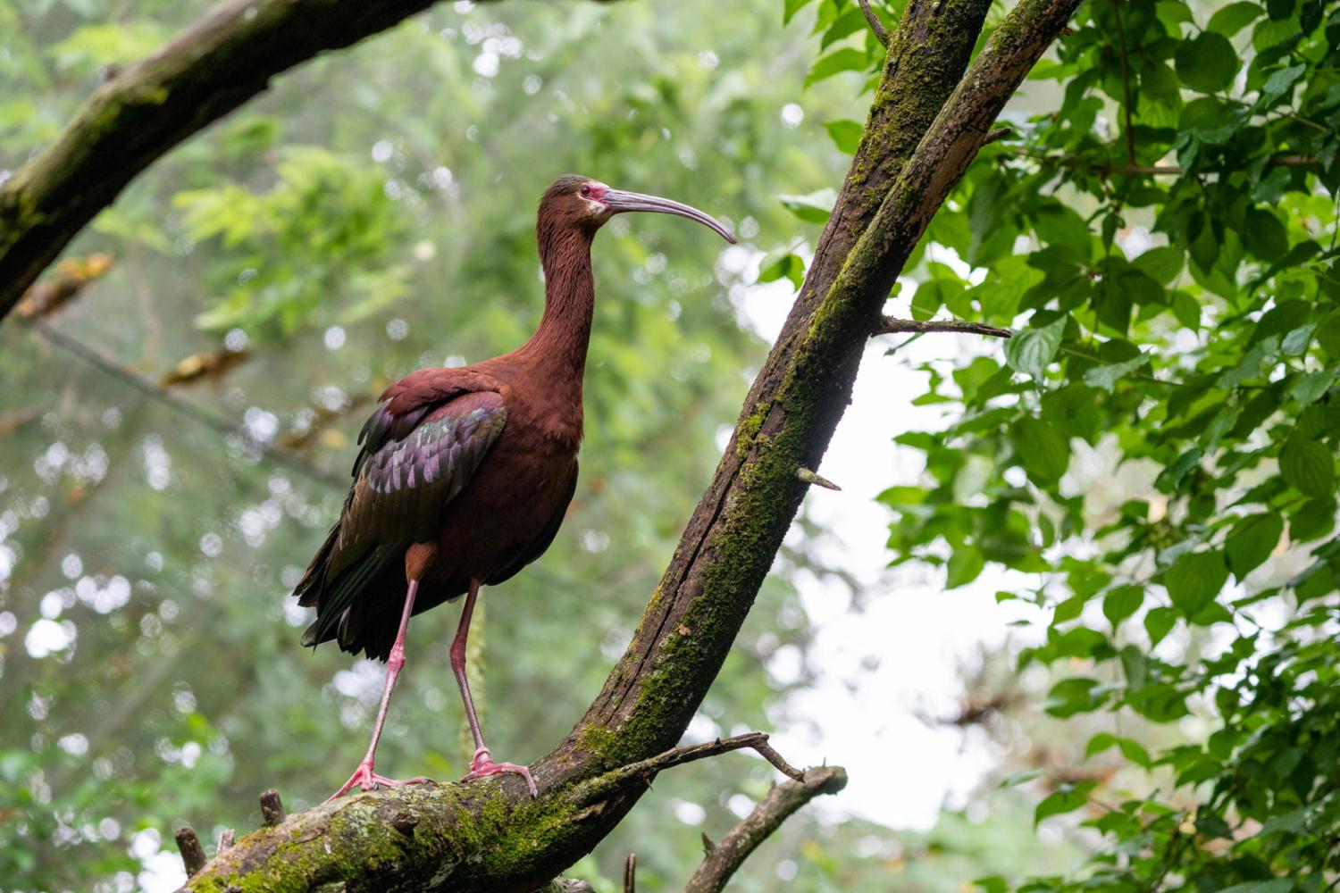 white face ibis